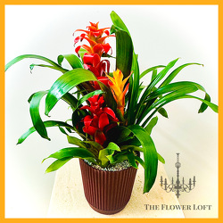 Bromeliad Garden From The Flower Loft, your florist in Wilmington, IL