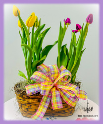 Spring Tulip Basket From The Flower Loft, your florist in Wilmington, IL