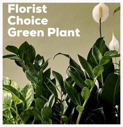 Florist Choice Green Plant From The Flower Loft, your florist in Wilmington, IL