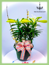 Easter Lily Basket From The Flower Loft, your florist in Wilmington, IL