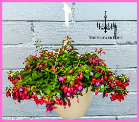 Fuchsia Hanging Flower Basket From The Flower Loft, your florist in Wilmington, IL