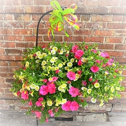 Cascading Hanging Flower Basket From The Flower Loft, your florist in Wilmington, IL