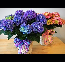 Blooming Hydrangea Plant From The Flower Loft, your florist in Wilmington, IL