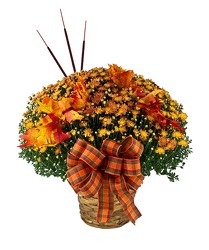 Autumn Mum Basket From The Flower Loft, your florist in Wilmington, IL