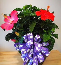 Tropical Hibiscus From The Flower Loft, your florist in Wilmington, IL