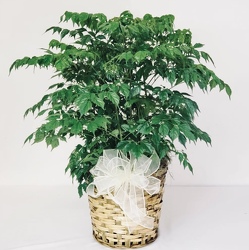 China Doll Plant From The Flower Loft, your florist in Wilmington, IL