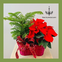Norfolk-Poinsettia Basket From The Flower Loft, your florist in Wilmington, IL