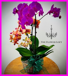 Beautiful Phalaenopsis Garden From The Flower Loft, your florist in Wilmington, IL