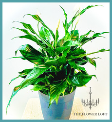 Peace Lily & Pothos Planter From The Flower Loft, your florist in Wilmington, IL