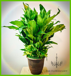 Peace Lily & Pothos 14” Planter  From The Flower Loft, your florist in Wilmington, IL
