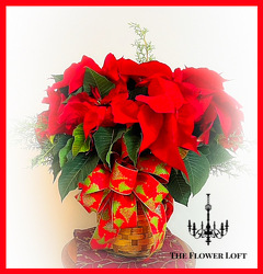 Holiday Poinsettia From The Flower Loft, your florist in Wilmington, IL