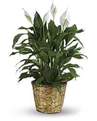 Elegant Peace Lily Plant From The Flower Loft, your florist in Wilmington, IL