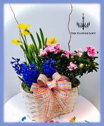 Blooming Plant Basket From The Flower Loft, your florist in Wilmington, IL
