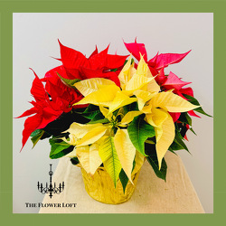 Holiday Poinsettia From The Flower Loft, your florist in Wilmington, IL