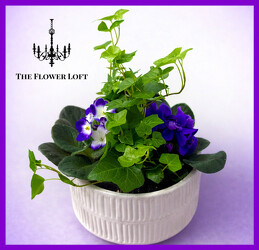 Violets Vibes From The Flower Loft, your florist in Wilmington, IL