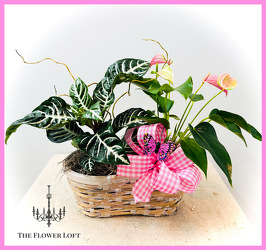 Zebra Anthurium Combo From The Flower Loft, your florist in Wilmington, IL