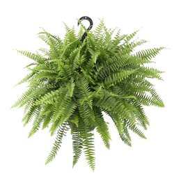 Hanging Boston Fern From The Flower Loft, your florist in Wilmington, IL