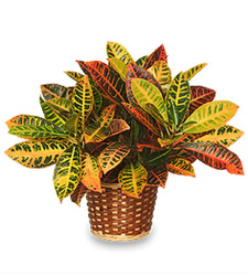 Stately Croton Plant From The Flower Loft, your florist in Wilmington, IL