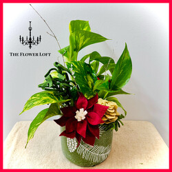 Festive Holiday Pothos Planter From The Flower Loft, your florist in Wilmington, IL