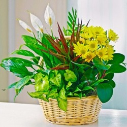 Designer's Choice Green Plant with Fresh Flowers From The Flower Loft, your florist in Wilmington, IL