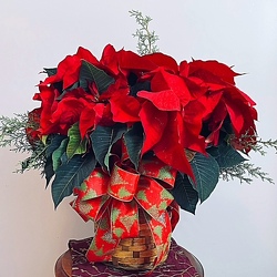 Holiday Poinsettia From The Flower Loft, your florist in Wilmington, IL