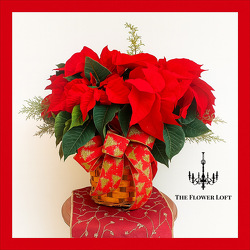 Holiday Poinsettia From The Flower Loft, your florist in Wilmington, IL