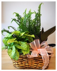 Green Plant Trio Basket  From The Flower Loft, your florist in Wilmington, IL